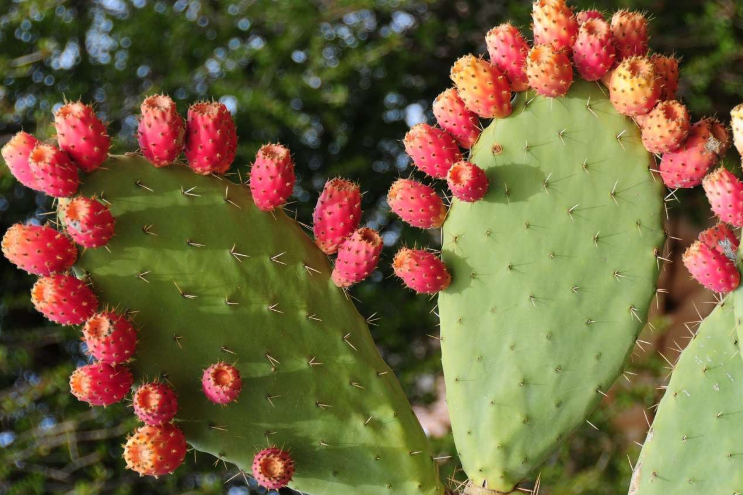 Prickly Pear Cactus Seeds - 50 PCS Opuntia Species Mix - Opuntia engelmanii, aciculata, rufida, macrocentra, paraguayensis, more