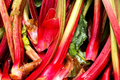 Redventure Celery Seeds - 150 Seeds - Open-Pollinated Vegetable - Apium graveolens - Home Gardening, Flavorful, Unique Color