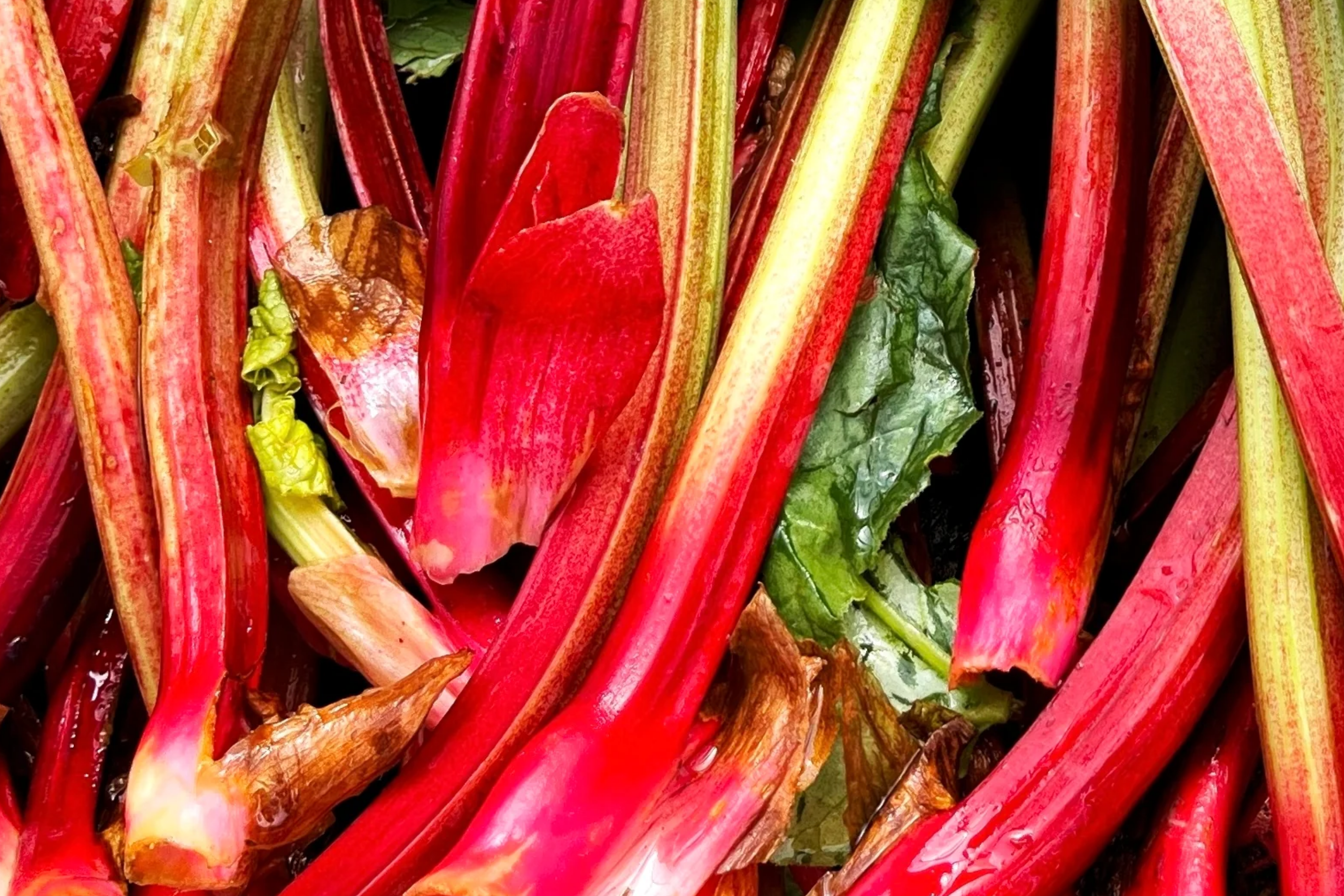 Redventure Celery Seeds - 150 Seeds - Open-Pollinated Vegetable - Apium graveolens - Home Gardening, Flavorful, Unique Color