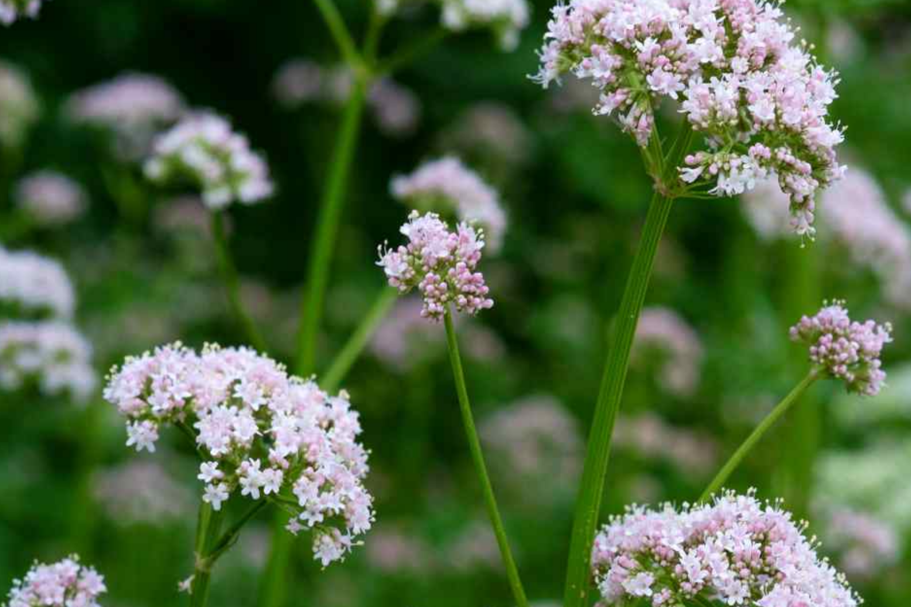 Society Garlic Seeds - 15 PCS, Heirloom Tulbaghia Violacea, Purple Perennial Herb for Kitchen and Garden, USDA Zones 7-11