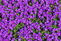 Purple Rock Cress Seeds - 200+ Count Lilac Bush Perennial Groundcover Seeds - Aubrieta deltoidea - USA