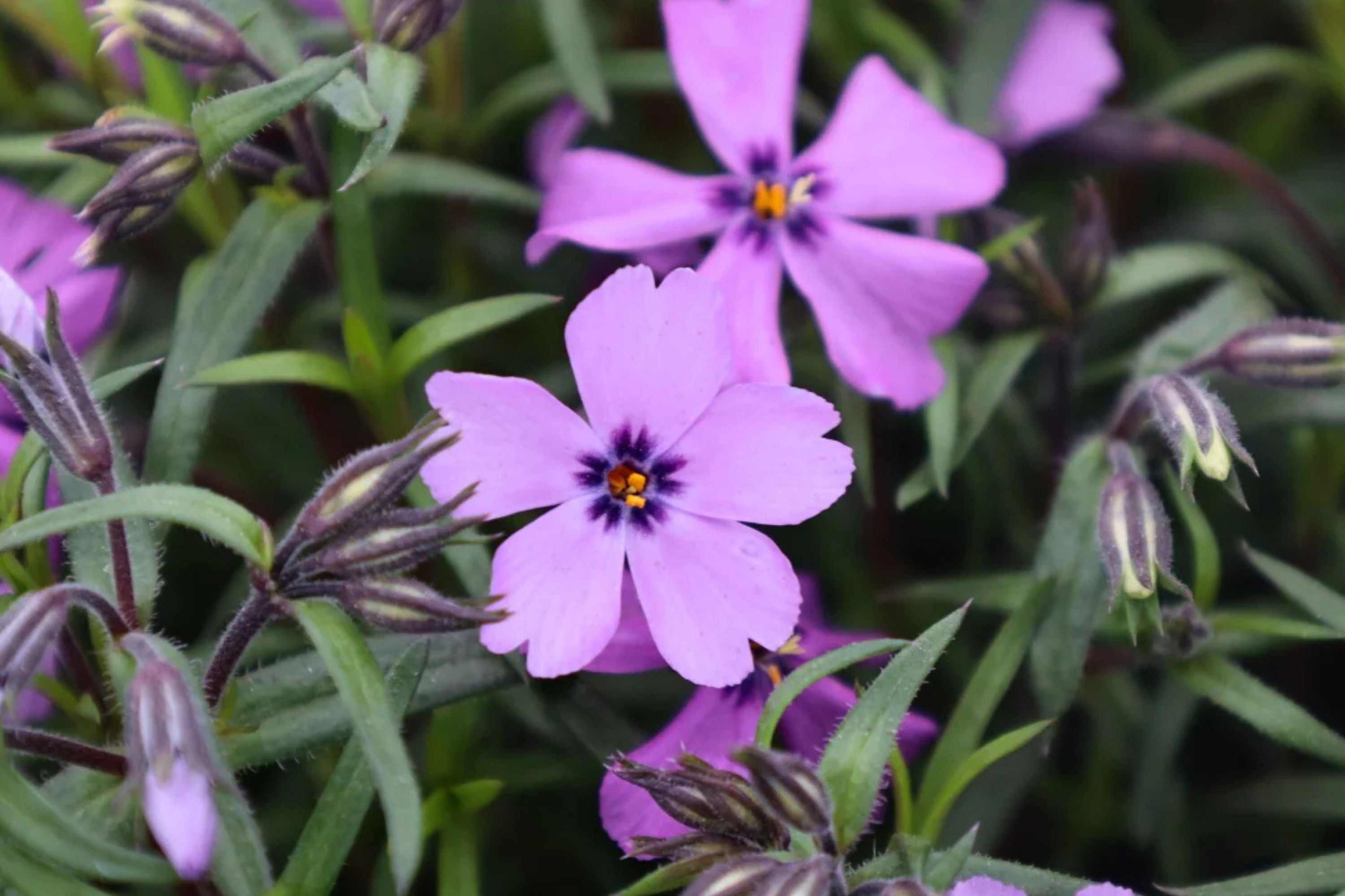 Purple Beauty Moss Phlox Seeds, 100 Non-GMO Flower Seeds, Ground Cover Perennial, Full Sun, USDA Zones 3-9, Attracts Pollinators