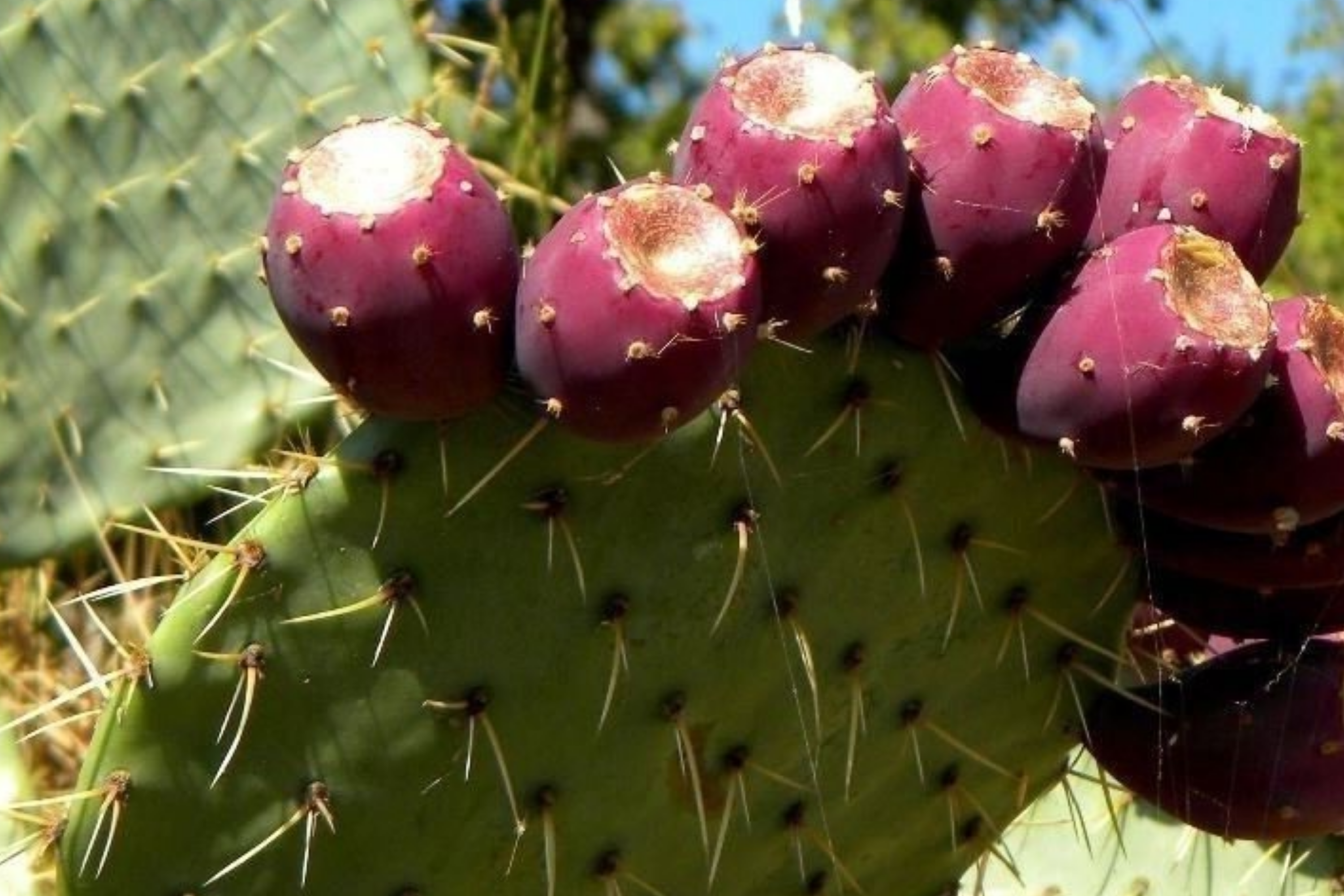 Sweet Red Prickly Pear Cactus Seeds, 40 PCS, Opuntia humifusa, Indian Fig, Cold Hardy, Edible Fruit, Perennial