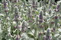 100 Seeds Lamb's Ear (Stachys byzantina lanata) - Silvery Ground Cover Plant, Drought Tolerant, Lilac Blooms, Perennial