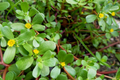 Golden Purslane Seeds - 250 PCS - Portulaca oleracea - Nutritious Annual Herb for Salads and Cooking - Easy to Grow