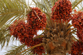 Date Palm Seeds - 10 Organic Seeds - Phoenix Dactylifera - DIY Home Gardening - US Seller for Outdoor Temperate Gardens