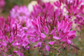 Cleome Seeds - 50 Count - Queen Mix - Pink, Purple, Rose, White - Cleome hassleriana - Annual Garden Flowers