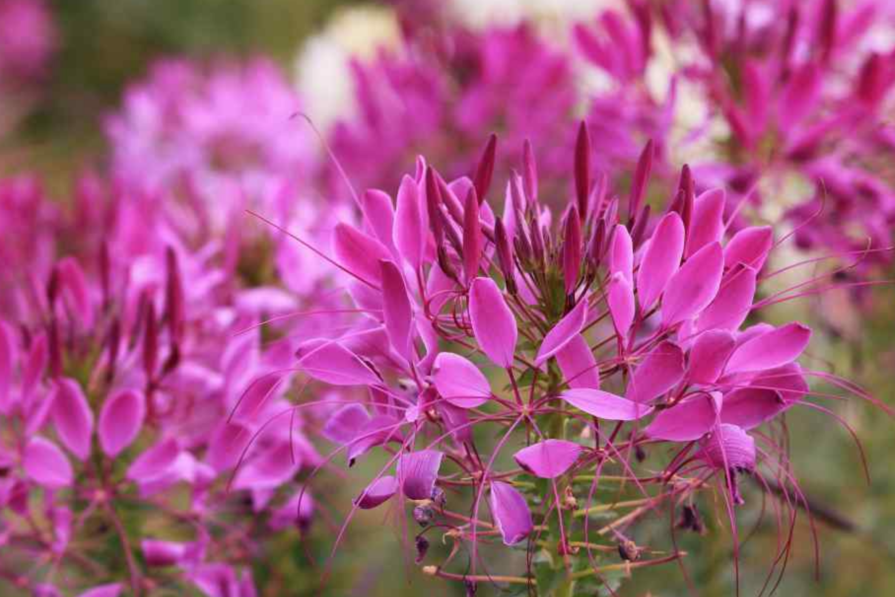 Cleome Seeds - 50 Count - Queen Mix - Pink, Purple, Rose, White - Cleome hassleriana - Annual Garden Flowers