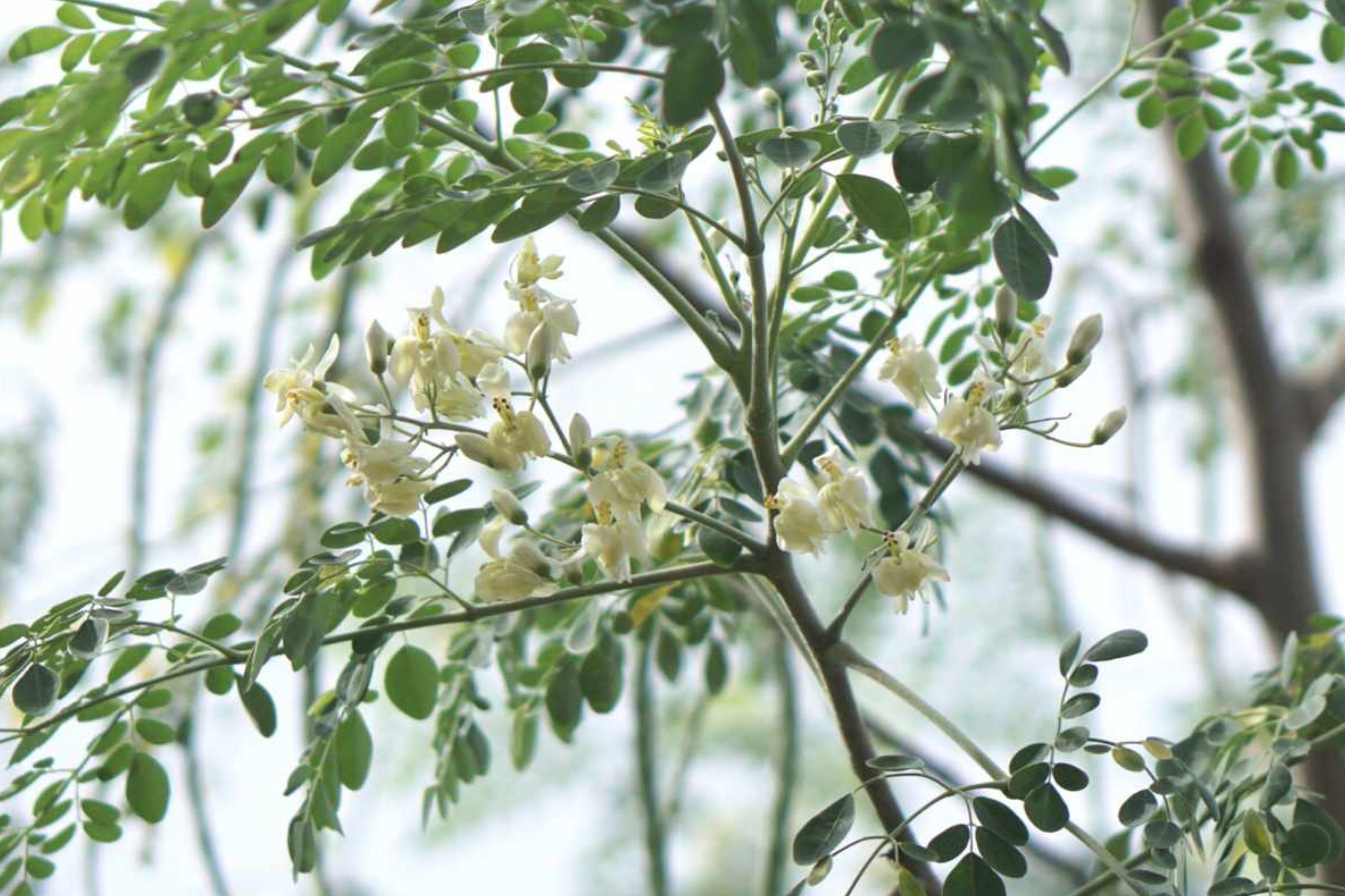 Moringa Tree Seeds - 10 Seeds - Drumstick Tree, Tree of Life (Moringa Oleifera) - Nutrient-Rich Superfood Seeds