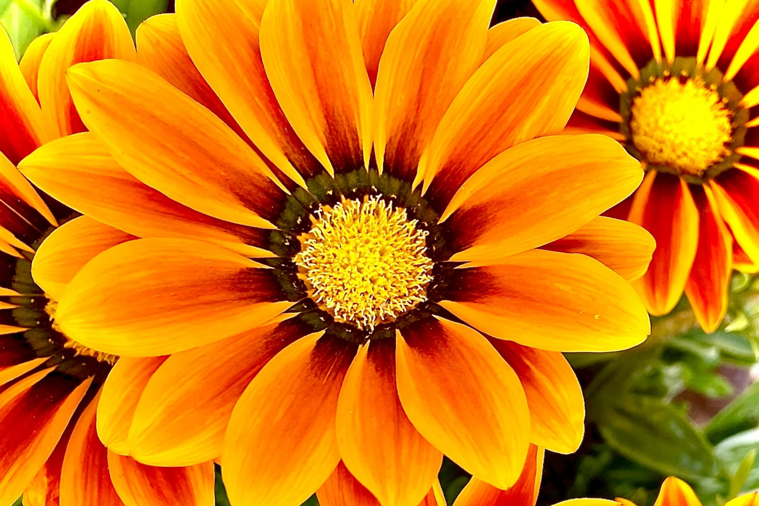 Gazania Seeds, 25 Seeds, Kiss Orange Flame, Gazania rigens, Annual Flowering Plant, Orange and Red Striped Blooms
