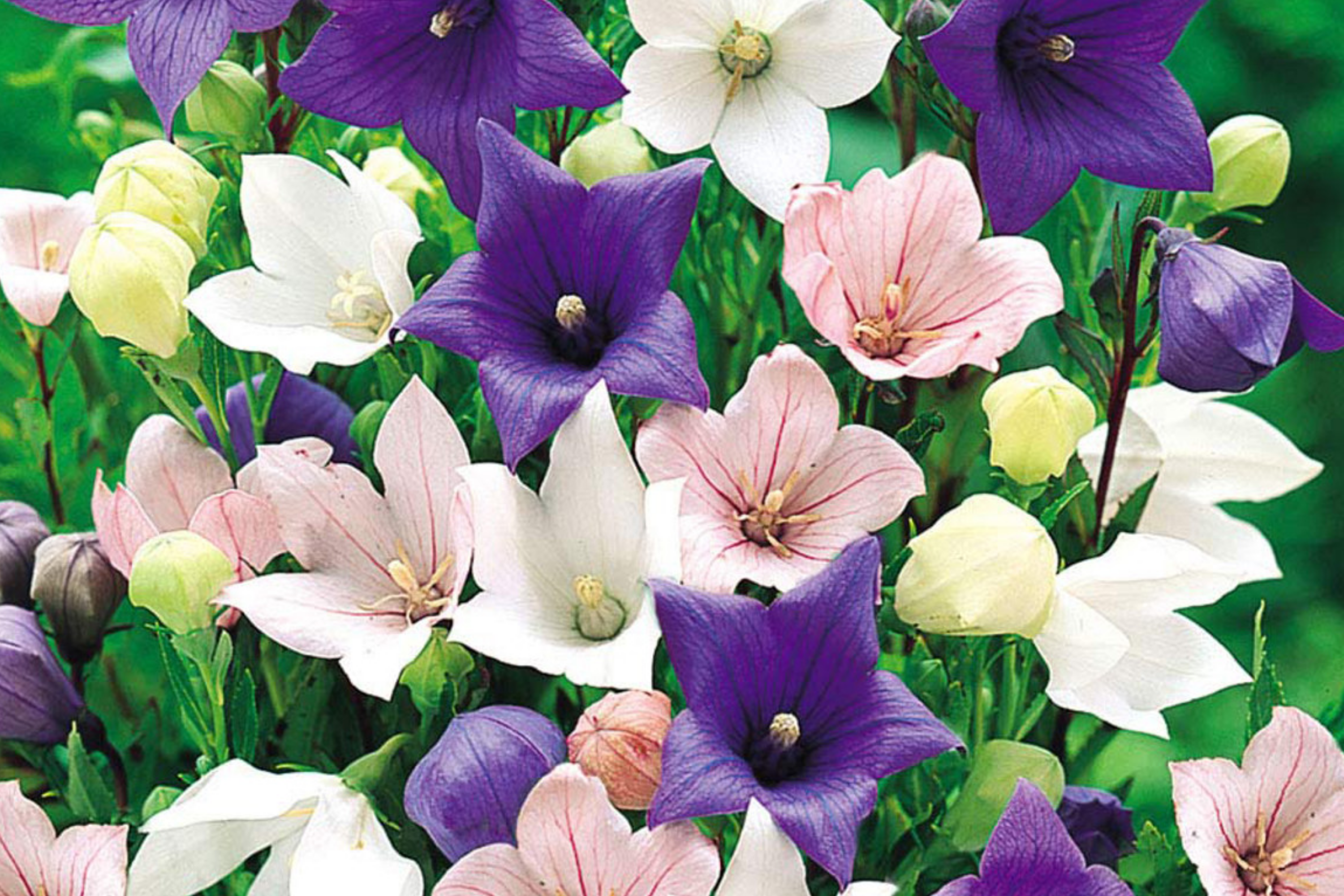 Platycodon Double Balloon Flower Seeds, 40 PCS Mixed Colors, Garden Perennial (Platycodon grandiflorus)