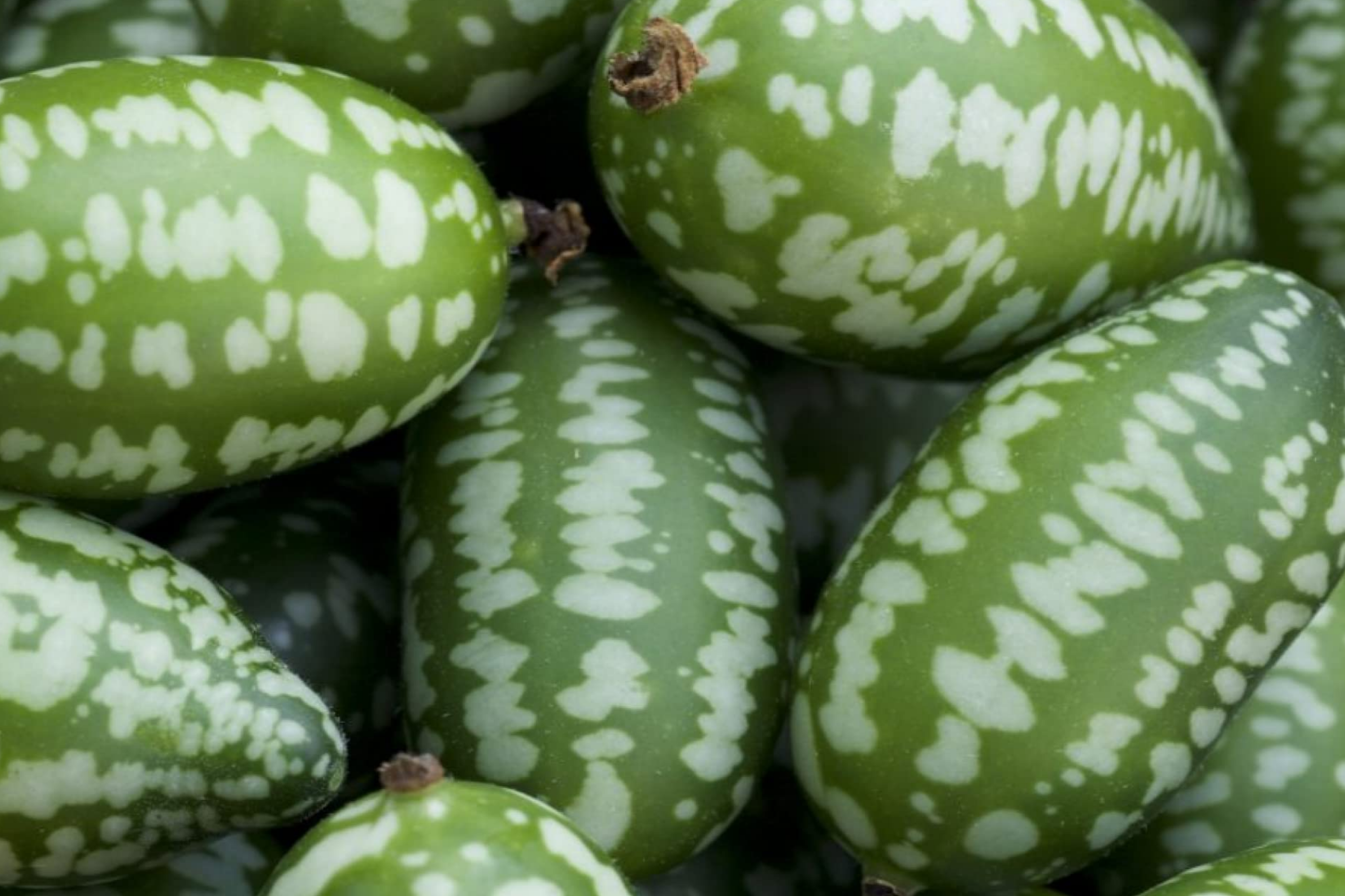 Mexican Sour Gherkin Cucumber Seeds, 25 Count, Melothria scabra, Trellis-Friendly, Pickled Flavor, Tiny Watermelon Fruit