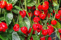 3 Trinidad Moruga Scorpion Pepper Starter Plants - Super Hot Chili - Extreme Heat for Gardens, Containers & Spicy Recipes