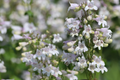 50 Seeds Penstemon Angustifolius | Narrowleaf Beardtongue Seeds for Planting | Native Perennial | Blue Wildflower | Pollinator Friendly