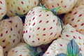 6 Bare Root Pineberry Plants, White Strawberries with Pineapple Taste, Organic, Everbearing, Spring to Fall Harvest