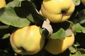 Quince Aromatic 'Aromatnaya' | 4 Hardwood Cuttings | Pineapple-Like Flavor | Self-Fertile | Disease-Resistant | Perfect for Cooking