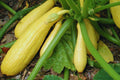 Crookneck Yellow Squash Seeds - Non-GMO Heirloom, 25+ Count, Perfect for Home Gardening - Cucurbita pepo
