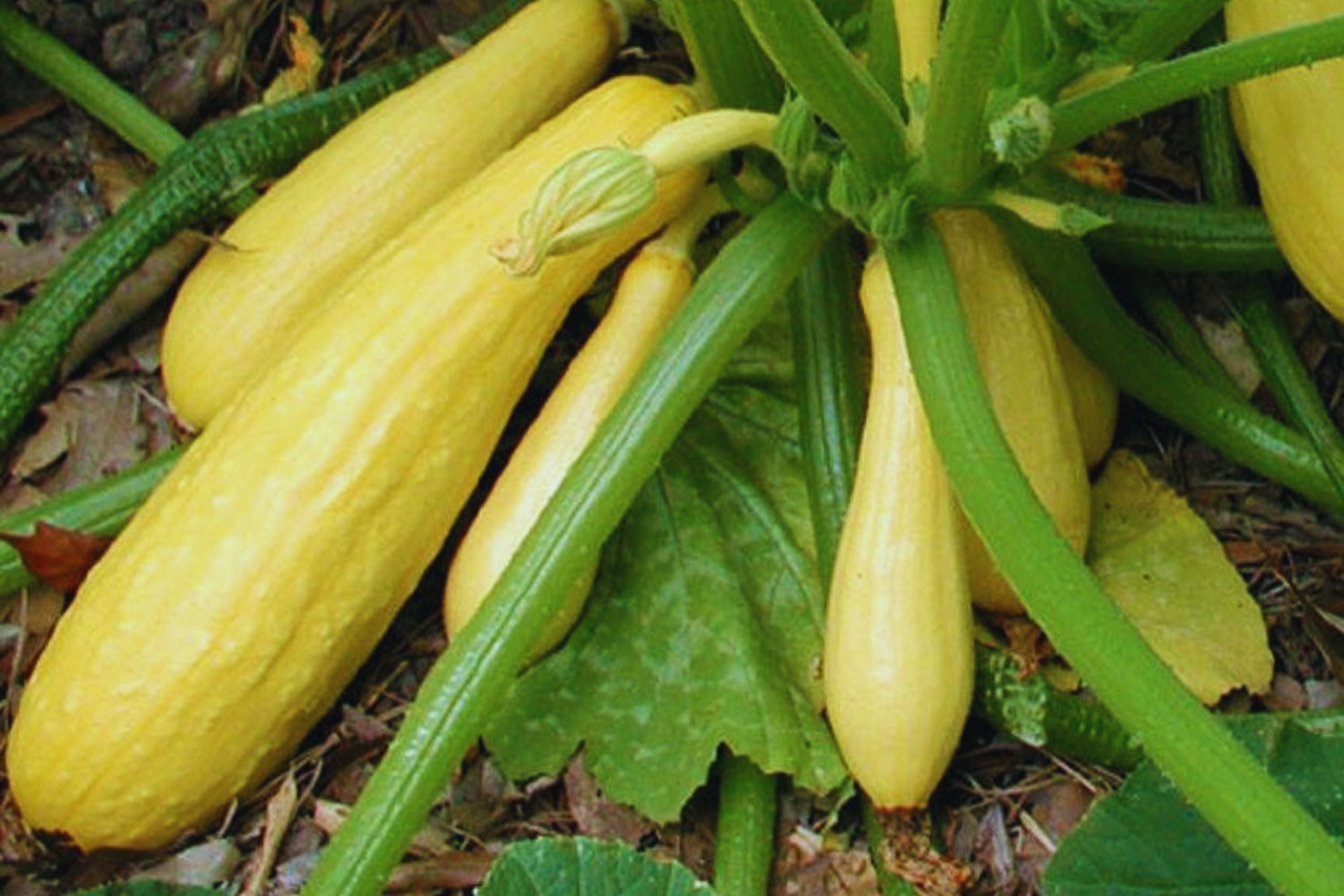 Crookneck Yellow Squash Seeds - Non-GMO Heirloom, 25+ Count, Perfect for Home Gardening - Cucurbita pepo