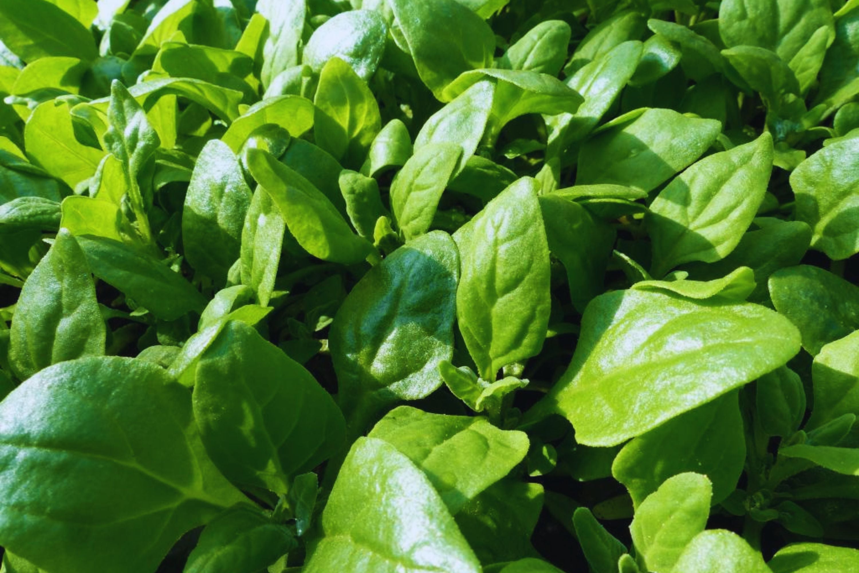 Spinach Seeds | Non-GMO Bulk | New Zealand Variety | Free Shipping from USA