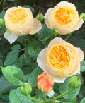 Chirp Chinese Garden Shrub Rose Cuttings (3) – Rare Pink Shrub Rose | Rosa ‘Chirp’ | Unrooted Cuttings for Rooting or Grafting