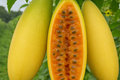 10 Banana Passionfruit Seeds (Passiflora Mollissima) - Rare Tropical Vine, Fast Growing, Sweet Fruits