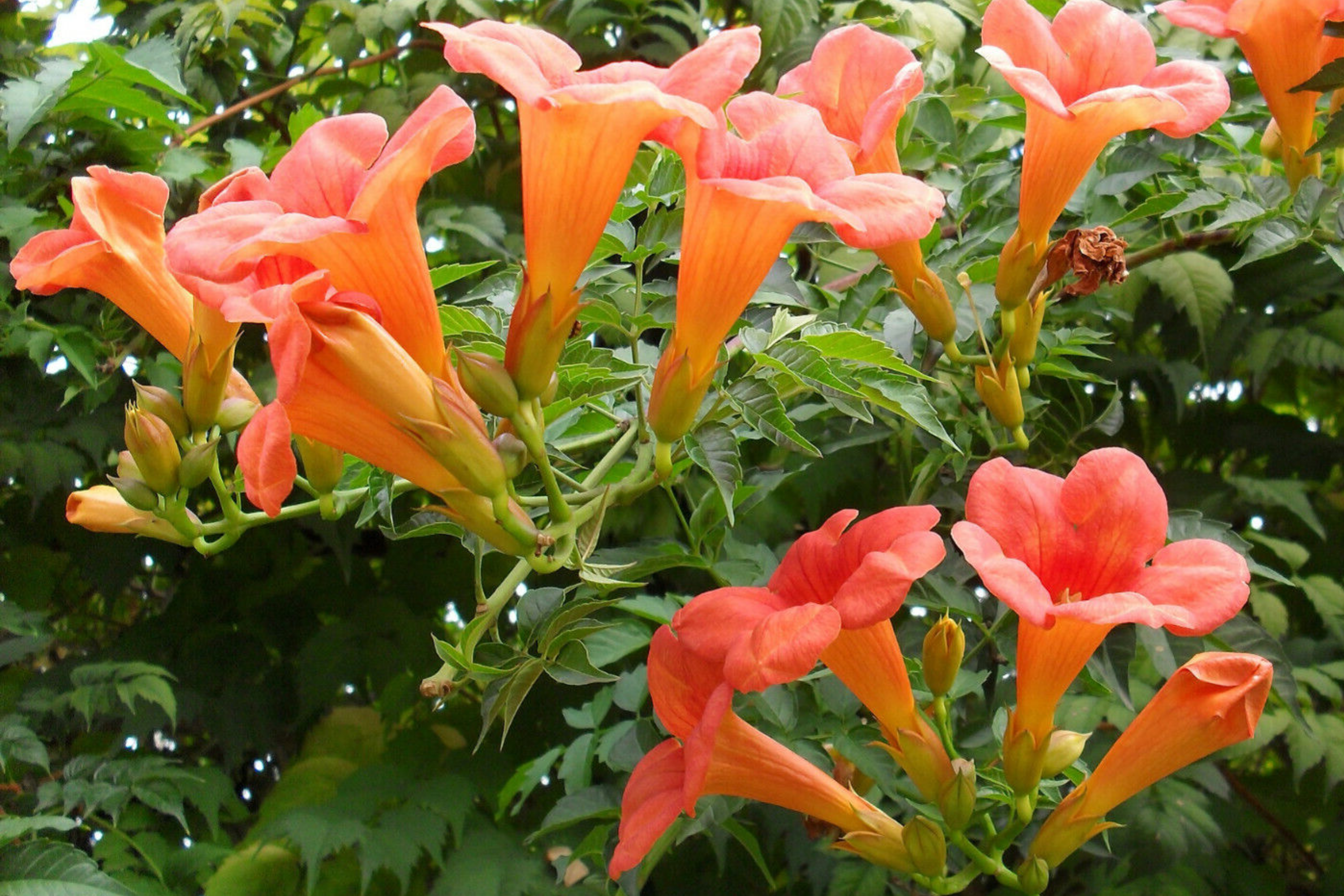 100+ Trumpet Creeper Vine Seeds - 40Ft Perennial Campsis Radicans USA Seller