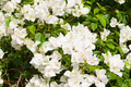 White Bougainvillea Starter Plant - Paper Flower, 5-7 Inches Tall - Tropical Beauty for Gardens, Containers & Landscaping