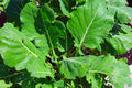 Morris Heading Collards Green Seeds | Non-GMO Vegetable Garden Seeds | Brassica oleracea