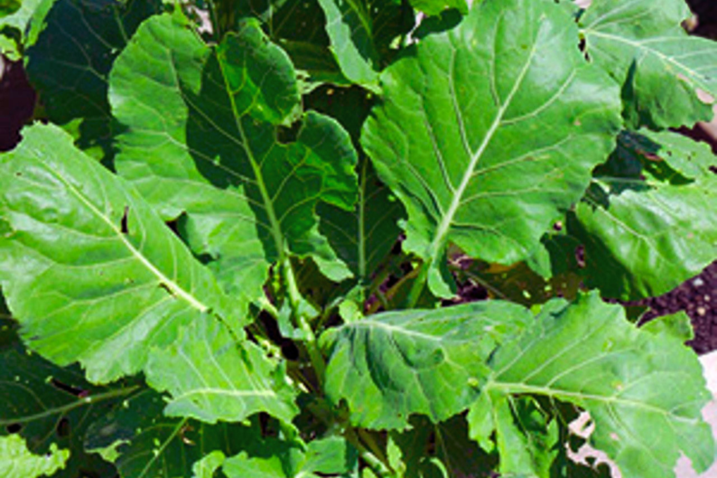 Morris Heading Collards Green Seeds | Non-GMO Vegetable Garden Seeds | Brassica oleracea