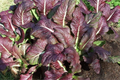 1,500 Red Giant Mustard Seeds - Non-GMO Heirloom, Brassica juncea, Spicy Greens, Microgreens or Full Grown, Easy to Grow, USA Seller!