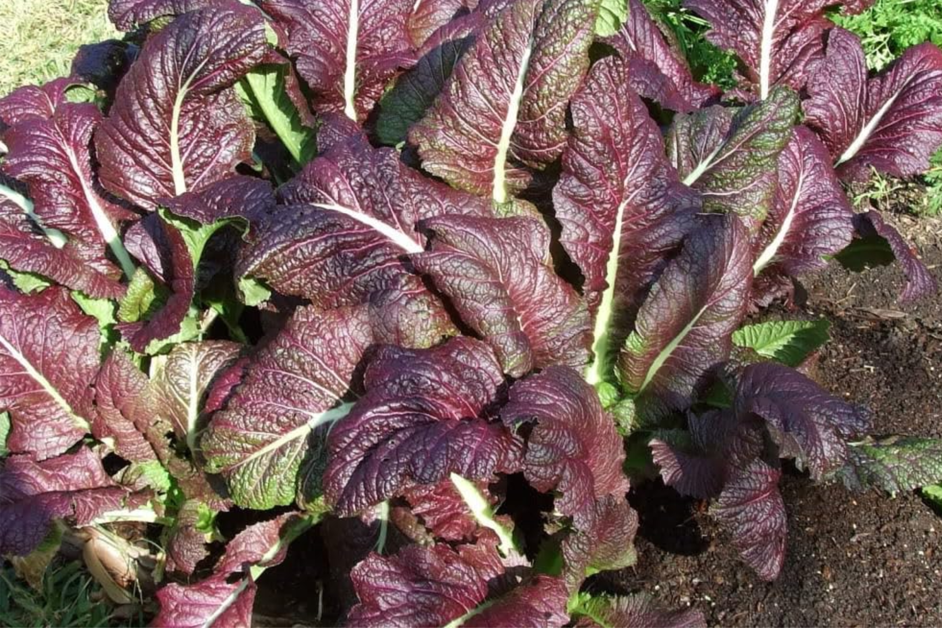 1,500 Red Giant Mustard Seeds - Non-GMO Heirloom, Brassica juncea, Spicy Greens, Microgreens or Full Grown, Easy to Grow, USA Seller!