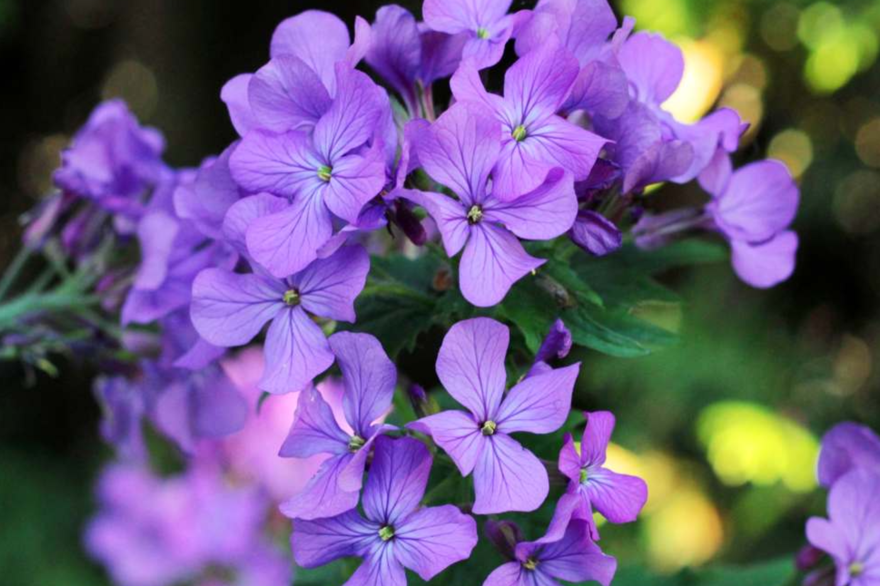 75 Money Plant Seeds (Lunaria annua) - Honesty Flower, Silver Dollar Plant, Easy to Grow, Unique Seedpods, !