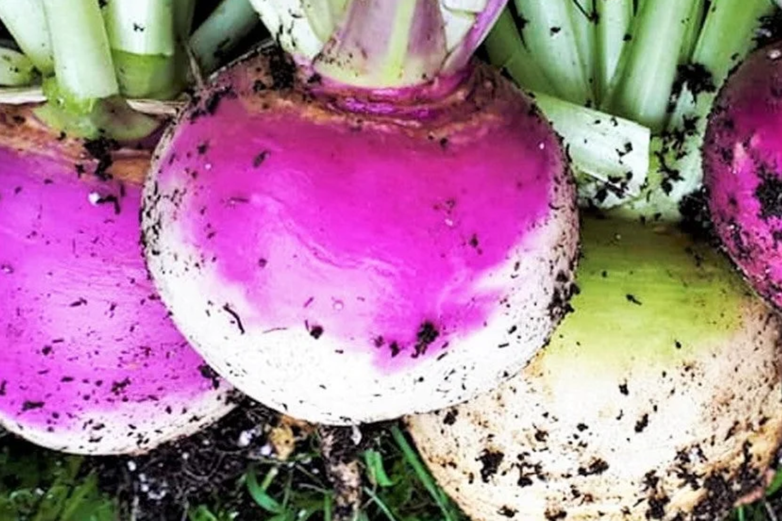 1000 American Purple Top Rutabaga Seeds - Heirloom, Non-GMO, Cold-Hardy Root Vegetable