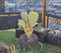 Opuntia basilaris Beaver Tail Cactus Pad – 1 Live Unrooted Pad Cutting for Desert Garden or Container Growing
