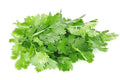 Organic Cilantro Seeds - 150+ Non-GMO Slow Bolt Variety - Fresh Garden Seeds from USA Farms - Perfect for Home Gardening