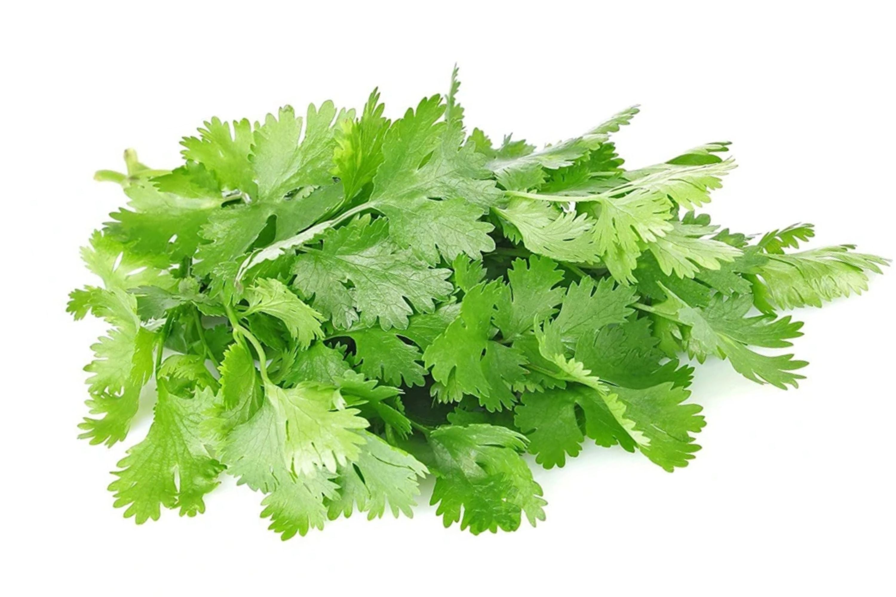 Organic Cilantro Seeds - 150+ Non-GMO Slow Bolt Variety - Fresh Garden Seeds from USA Farms - Perfect for Home Gardening