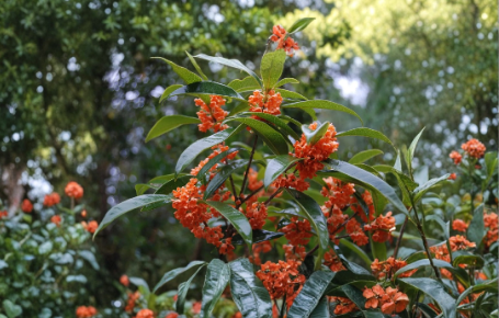 Apricot Echo Sweet Olive Osmanthus Fragrans Rooted Starter Plant Fragrant Evergreen Shrub for Garden or Container