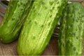 75 Boston Pickling Cucumber Seeds - Heirloom, Non-GMO, Perfect for Pickling, USA Seller