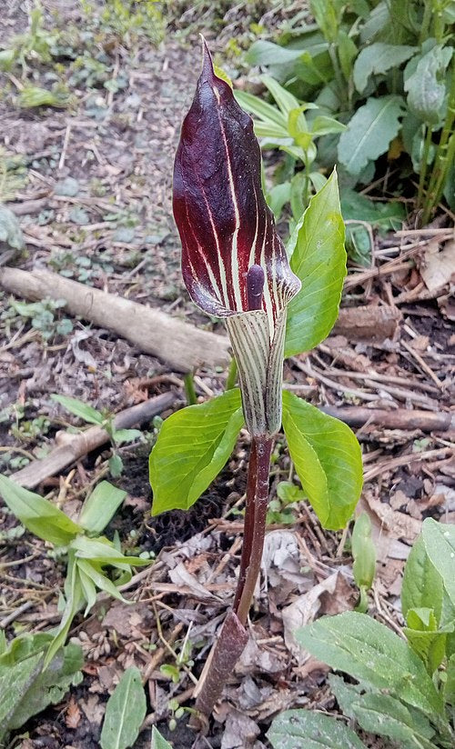 Arisaema triphyllum Seeds – Jack-in-the-Pulpit Woodland Wildflower, 5 Non-GMO Perennial Seeds, Shade Garden & Native Plant