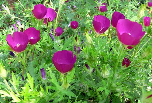 15 Callirhoe involucrata Seeds (100mg) | Purple Poppy Mallow | Hardy Native Groundcover Wildflower for Bees & Pollinators