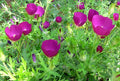 Callirhoe Involucrata Seeds (15) Purple Poppy Mallow – Native Wildflower, Low-Maintenance, Drought-Tolerant Garden Plant