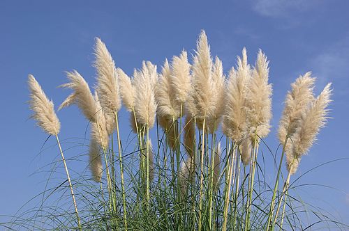 4 Pampas Grass Bare Root Starter Plants (4–8”) – Cortaderia selloana, Tall Ornamental Grass, Hardy Landscape Accent