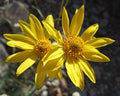 Heliomeris multiflora Seeds – Showy Goldeneye Wildflower, 100 Non-GMO Perennial Seeds, Pollinator-Friendly Garden & Meadow Plant
