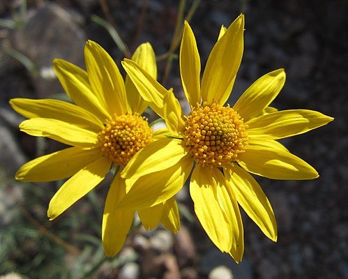 Heliomeris multiflora Seeds – Showy Goldeneye Wildflower, 100 Non-GMO Perennial Seeds, Pollinator-Friendly Garden & Meadow Plant