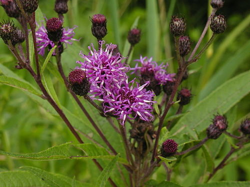 100 Vernonia noveboracensis Seeds | New York Ironweed | Native Perennial Wildflower | Pollinator-Friendly Meadow & Garden Plant