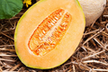 100 Hales Best Jumbo Cantaloupe Seeds - Heirloom, Non-GMO, Sweet & Juicy Melons
