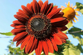 100 Velvet Queen Sunflower Seeds - Heirloom, Big Blooms, Non-GMO,