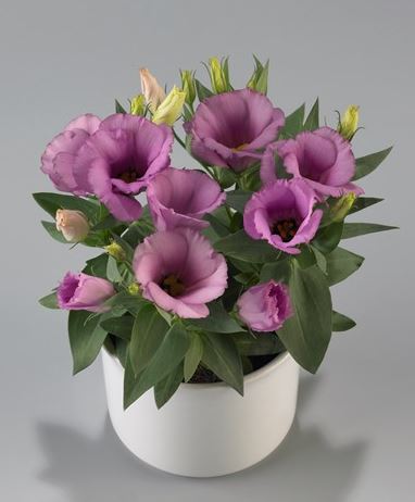 Lisianthus Lilac Shade Live Plant 2–5” Tall - Bareroot Eustoma grandiflorum - Delicate Perennial Flower for Zones 8–10
