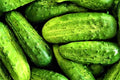 Pickling Cucumber Seeds - 50+ Seeds Wisconsin SMR-58 - Fresh Garden Seeds from USA
