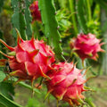 3 American Beauty Dragon Fruit Cuttings | Hylocereus Guatemalensis | Unrooted 8–10” | Self-Pollinating | Sweet Magenta Flesh